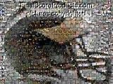 Michigan Wolverines Football Helmet Montage