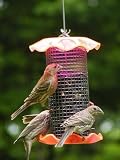 1 Quart Forever Feeder - Neon Orange