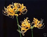 Lycoris Aurea - YELLOW SPIDER LILY