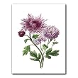 Chrysanthemums - Gift Enclosure Cards (set of 12)