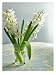 White Carnegie Hyacinth , 18x24