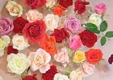 バラのお風呂セット3ダースとローズソルトを毎月お届け!【6回コース】【薔薇の頒布会【生花】【お祝い】記念日】【誕生日】【フラワーギフト】【バラ】】