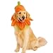 Dog Pumpkin Costume with Hat
