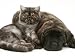 Smoke Exotic Kitten Curled up with Sleeping Brindle English Mastiff Puppy Photographic Poster Print by Jane Burton, 16x12