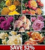 AARS Winners on Sale Collection, Set of 14