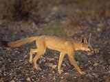 IMAGE OF Kit Fox (Vulpes Macrotis), Southwestern USA Photographic Poster Print by Rick & Nora Bowers, 12x16