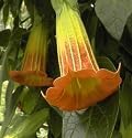 Red Angel Trumpet 20 Seeds - Datura/Brugmansia