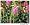 Pink Obedient Perennial 8 Plants