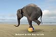 (24x36) Elephant (Balance is the Key to Life) Art Poster Print