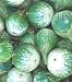 Green and White Thai Kermit Eggplants 20 Seeds