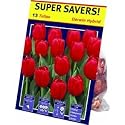 TotalGreen 72405200 Tulip Bulbs