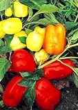 Albino Sweet Bell Pepper 15 Seeds - Early White - B000UH5QTI