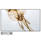 アーテック 動物組織プレパラートB 94734