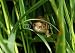 Wallmonkeys Peel and Stick Wall Decals - Harvest Mouse, Micromys Minutus - Removable Graphic