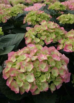 Cityline Berlin® Bigleaf Hydrangea - Flowering Shrub - Proven Winners Cityline Berlin® Bigleaf Hydrangea - Flowering Shrub - Proven Winners