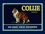 41xJwNhRzKL. SL160  Crate Label with a Collie DOG SAN Dimas Lemon LOS Angeles California 12 X 16 Image Size Vintage Poster Reproduction