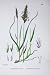 Botany Plants C1902 Sweet-Scented Vernal-Grass Flowers