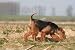 Welsh Terrier on a Track - 24