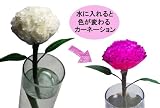 母の日 色の変わるカーネーション ピンク Change Flower...