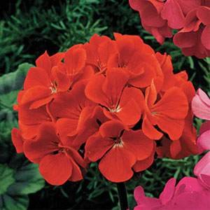Outsidepride Geranium Scarlet - 25 Seeds Outsidepride Geranium Scarlet - 25 Seeds