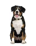 Entlebucher Mountain Dog () in Front of a White Background - 24"H x 19"W - Peel and Stick Wall Decal by Wallmonkeys