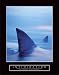 Intimidation - Sharks, Motivational Poster