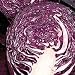 Red Drumhead Cabbage 150 Seeds