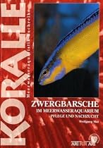 Art für Art: Zwergbarsche: Koralle / im Meerwasseraquarium, Pflege und Nachzucht