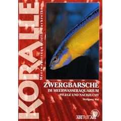 Art f�r Art: Zwergbarsche: Koralle / im Meerwasseraquarium, Pflege und Nachzucht