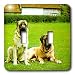 Dogs Mastiff - Mastiff - Light Switch Covers - double toggle switch