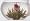 Primula Glass Tea Pot with Infuser