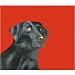 25 Pack Black Labrador Retriever Note Cards by Dick Larsen