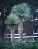 Eigenschaften tropical.garden  / Yucca rostrata 5K