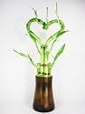 9GreenBox - Live Heart Shape 6 Style Lucky Bamboo Plant Arrangement w/ Tall Glass Vase
