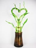 9GreenBox - Live Heart Shape 6 Style Lucky Bamboo Plant Arrangement w/ Tall Glass Vase