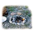 Relags Holzkohlegrill Klappgrill Basic