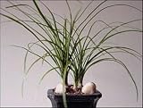 Ponytail Palm Starter Plant - Beaucarnea - 2 1/2 pot