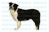 BORDER COLLIE - Dog Decal - sticker car window lover