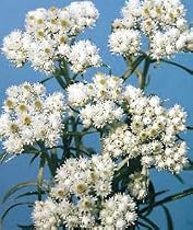 8 Pearly Everlasting Perennial Plants - Anaphalis-SALE*