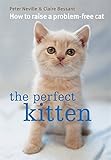 The perfect kitten