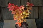 Berberis Thunbergii Gold Pillar - Japanese Barberry Bush / Tree