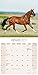 Arabian Horses Calendar - 2016 Wall calendars - Only Arabian Horses - Animal Calendar - Monthly Wall Calendar by Avonside