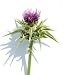 Milk Thistle - 48