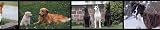 Dog Breeds Wallpaper Border