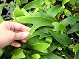 10 Baby Staghorn Fern Plants