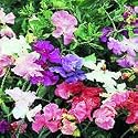 SWEET PEA - Giant Spencer Waved Mixed - 20 seeds