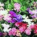 SWEET PEA - Giant Spencer Waved Mixed - 20 seeds