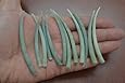 12 Pcs Smooth Green Dentalium Aprinum Shell Tusks Craft