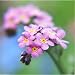 150 Rose Forget Me Not Seeds By Seed Needs