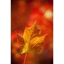 Photos by Matt Dames MD3C36X24S Artwork #3 Single Leaf on Canvas, 36" Length x 24" Width, Stretched